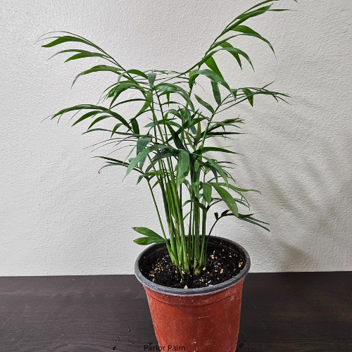 Parlor Palm
