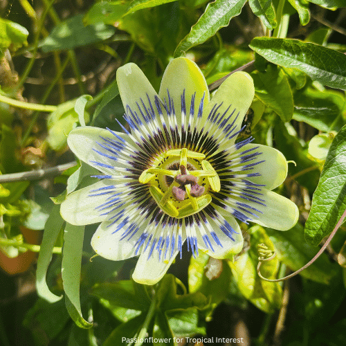Passionflower for Tropical Interest