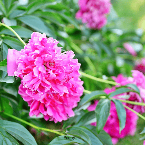 Peony