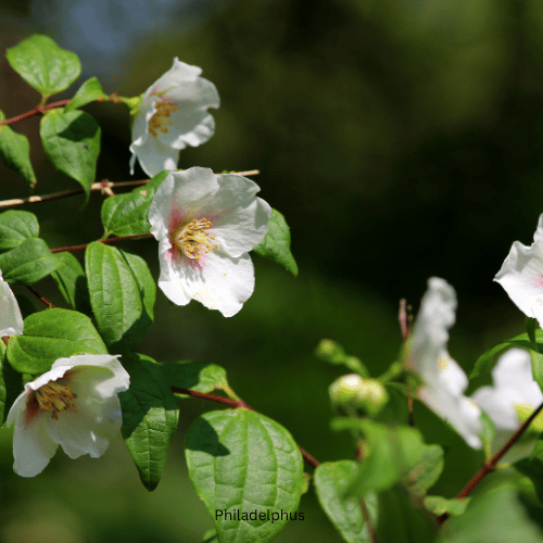 Philadelphus