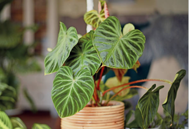 Philodendron