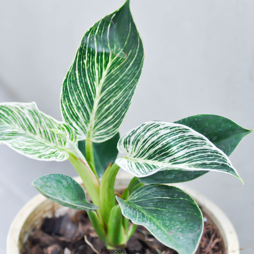 Philodendron