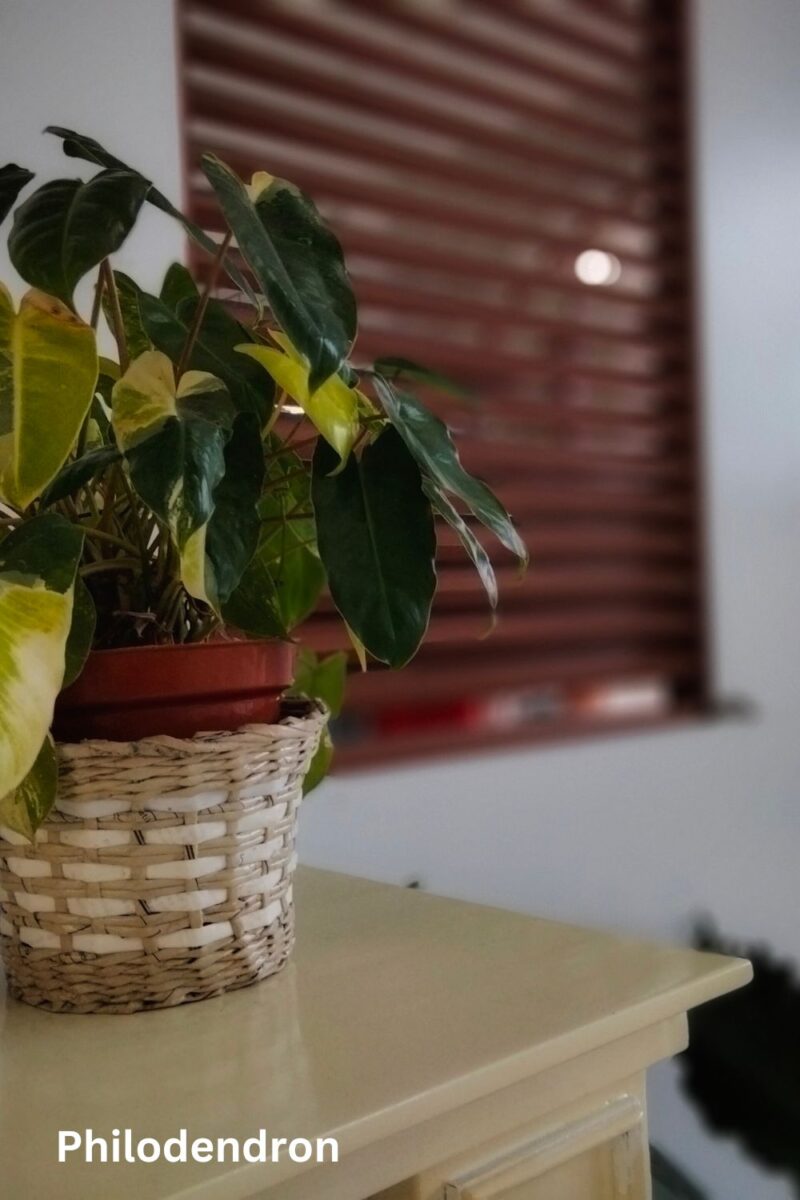 Philodendron