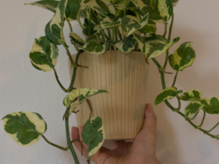 Pothos