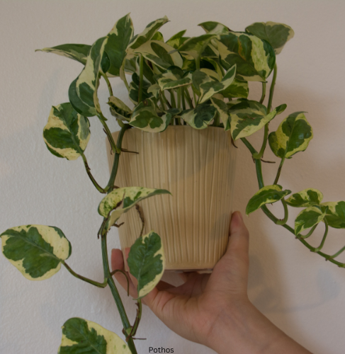 Pothos