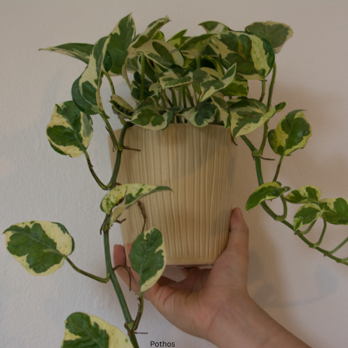 Pothos