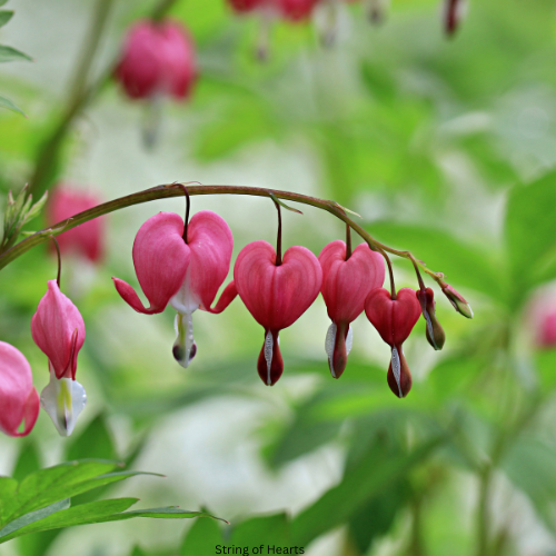 String of Hearts