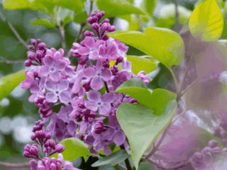 Flowers for a Fragrant Garden