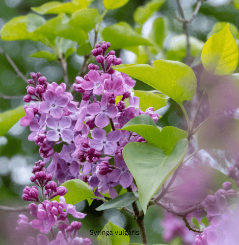 Flowers for a Fragrant Garden