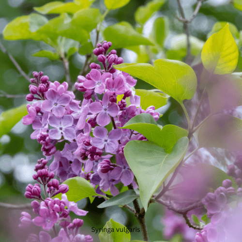 Flowers for a Fragrant Garden