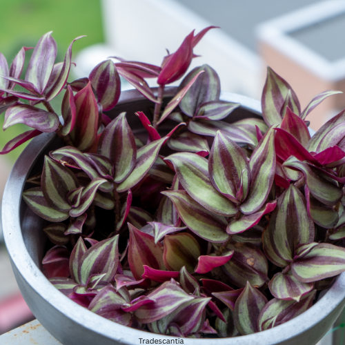 Tradescantia