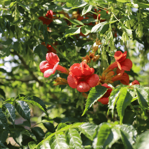 Trumpet Vine for Hummingbirds