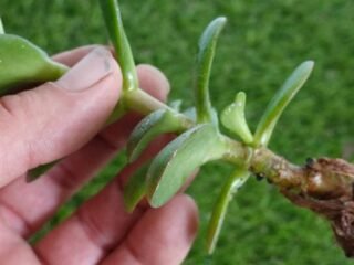 How To Grow Jade Plants