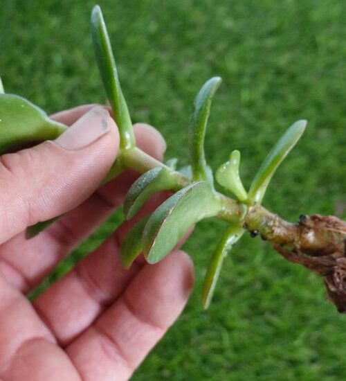 How To Grow Jade Plants