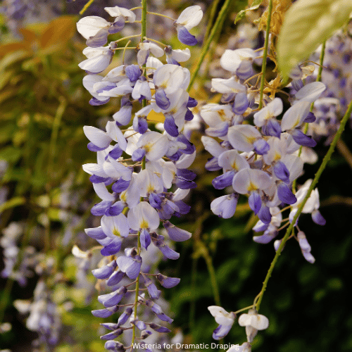 Wisteria for Dramatic Draping