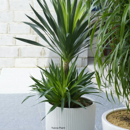 Yucca Plant