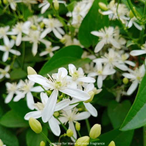asmine for Warm-Climate Fragrance