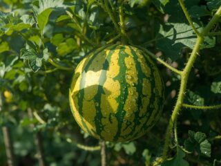Watermelon Growing