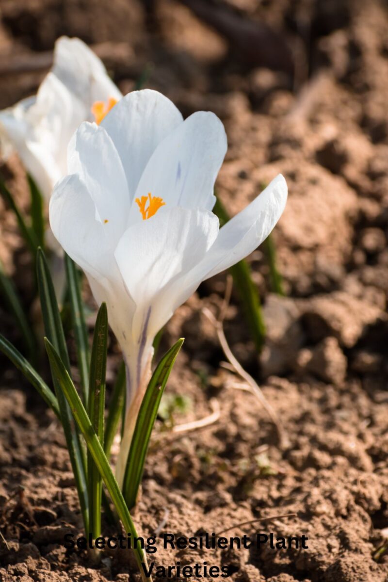 Selecting Resilient Plant Varieties