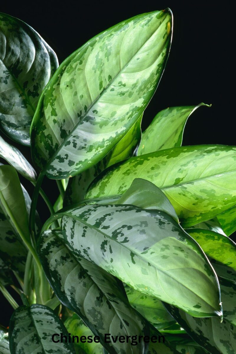 Chinese Evergreen