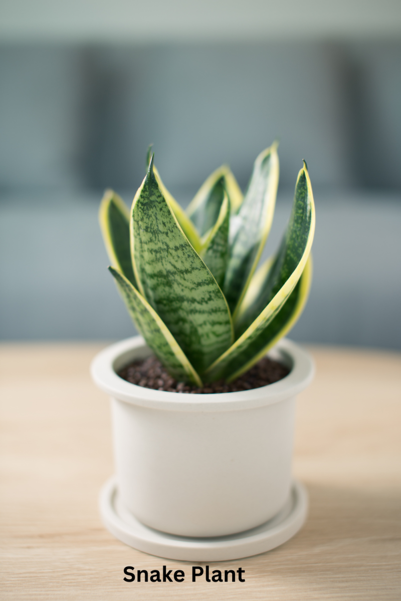 Snake Plant