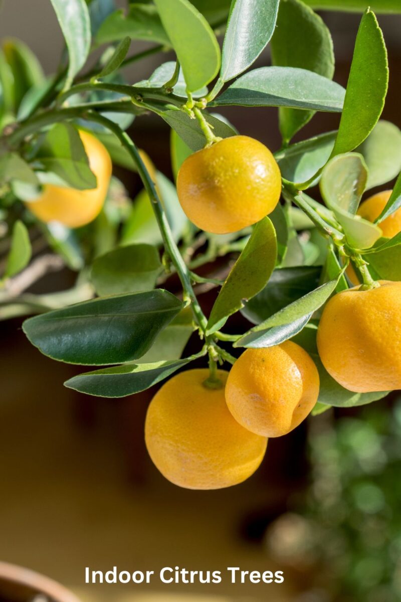Indoor Citrus Trees