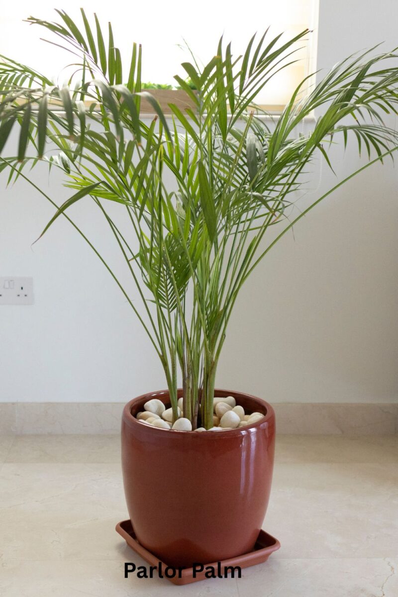 Parlor Palm