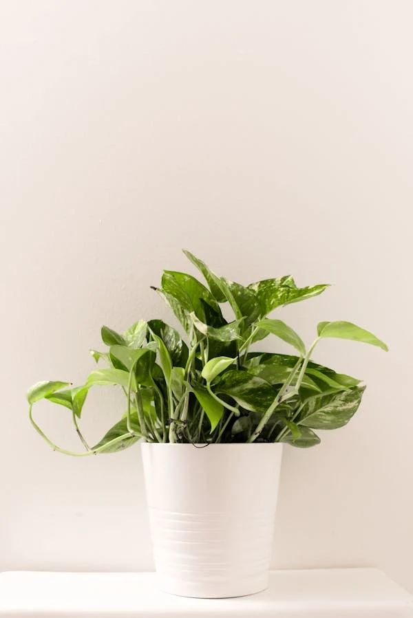 Pothos
