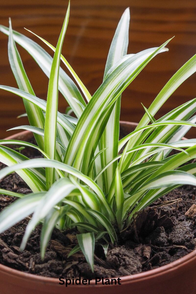 Spider Plant