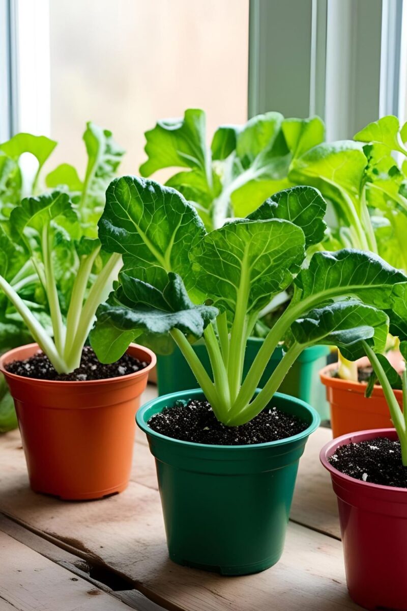 Indoor Vegetable Starts for Spring