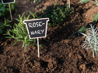 Tips for Successfully Growing Plants in Poor Soil