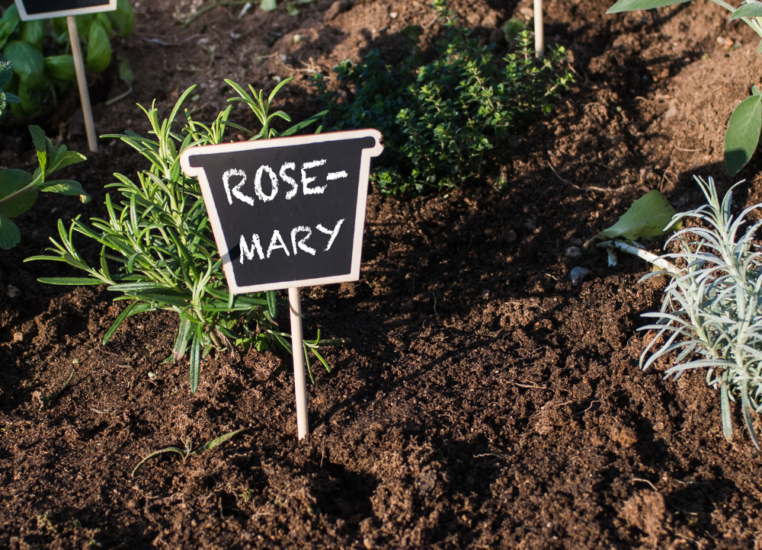 Tips for Successfully Growing Plants in Poor Soil