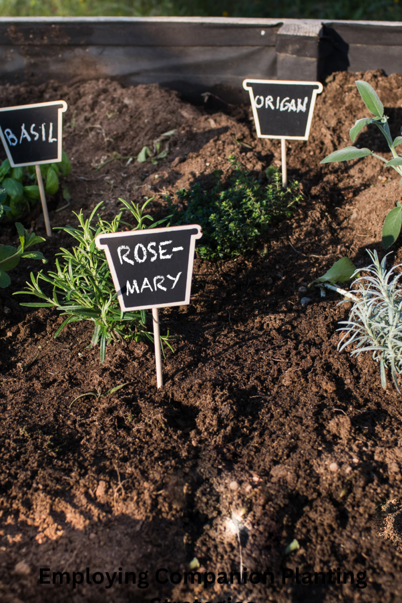 Employing Companion Planting Strategies
