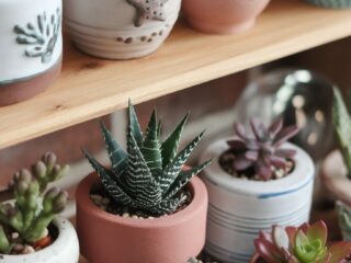 8 Carefree Indoor Plants for Busy Lives