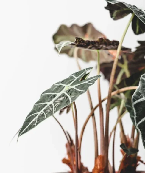 Alocasia Polly: Indoor Growing