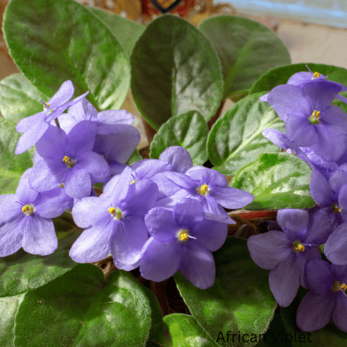African Violet