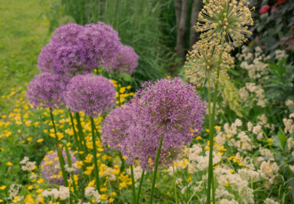 Alliums