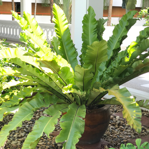 Bird’s Nest Fern