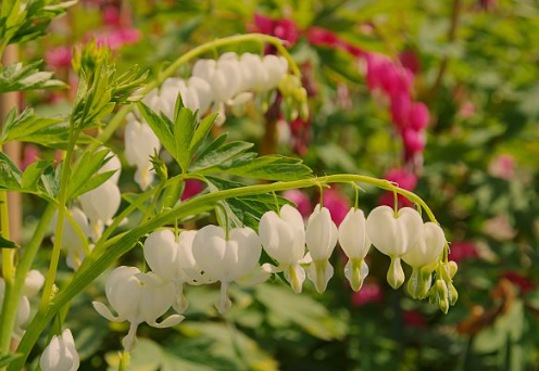 Bleeding Hearts