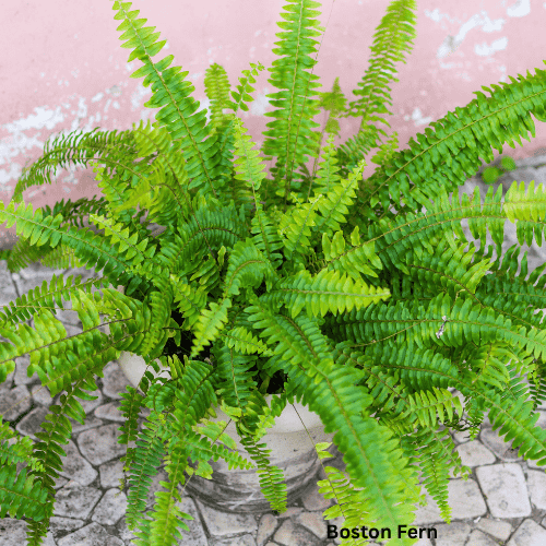 Boston Fern