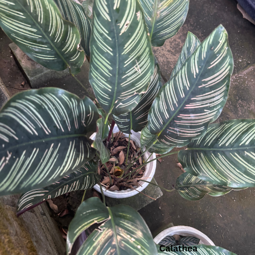 Calathea