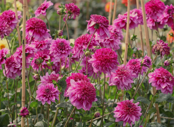 8 Best Flowers for Instagram Photos