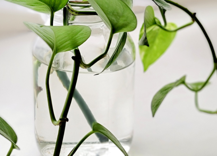 Growing Pothos in Water