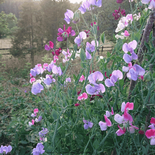 How to Grow Sweet Peas Flower Vine