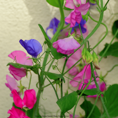 How to Grow Sweet Peas Flower Vine