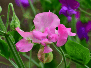 How to Grow Sweet Peas Flower Vine
