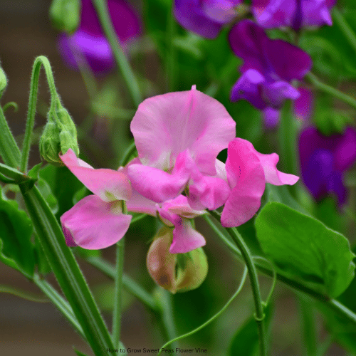Grow Sweet Peas Flowers for Blooms