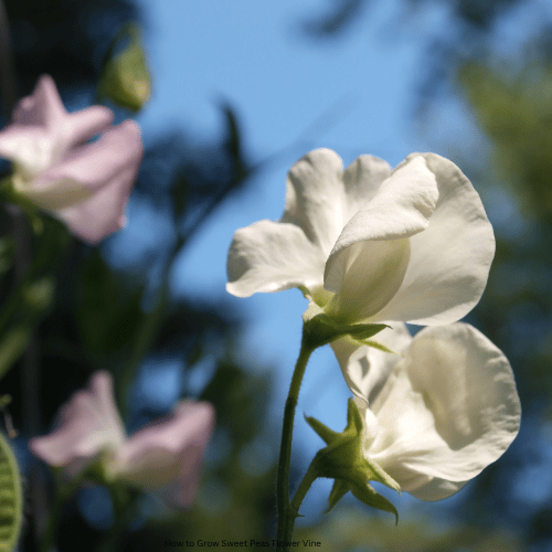 How to Grow Sweet Peas Flower Vine