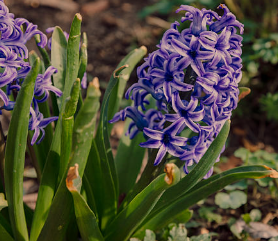 Hyacinths