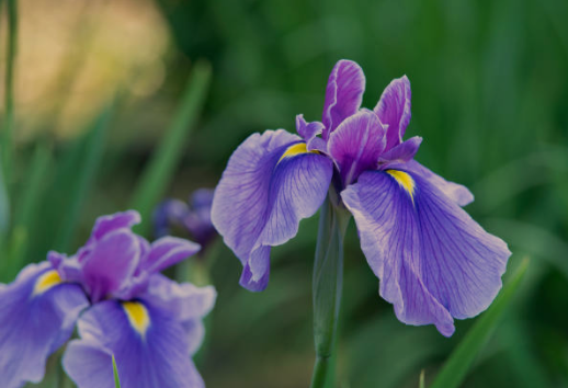 Iris